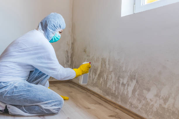 Licensed Attic Mold Removal service in Elizabeth City, NC - WQB Mold Removal