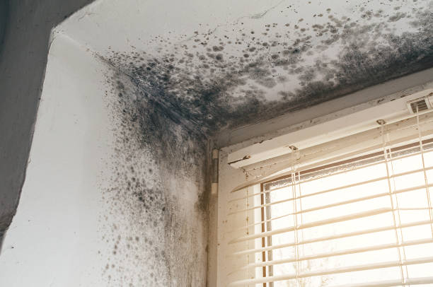 Affordable Attic Mold Removal solutions in Elizabeth City, NC